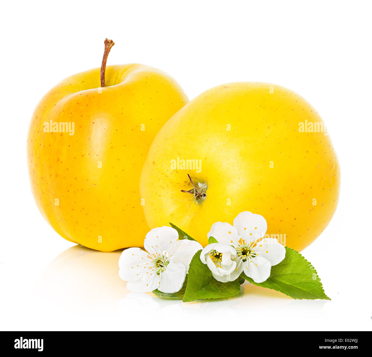 apple and apple blossom, flowers branch isolated Stock Photo Alamy