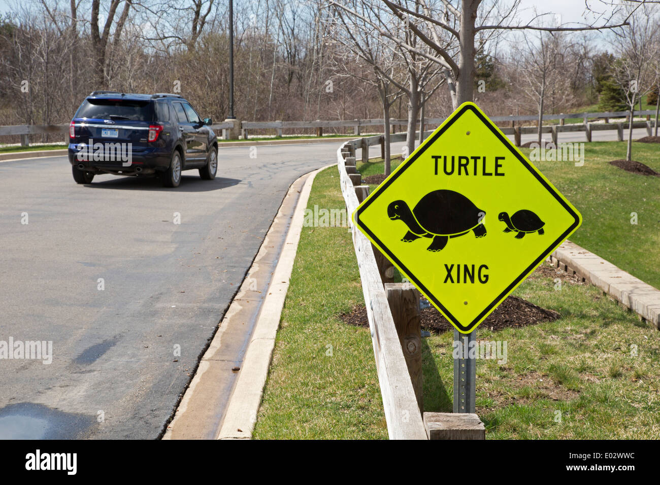 Turtle Crossing Stock Photo