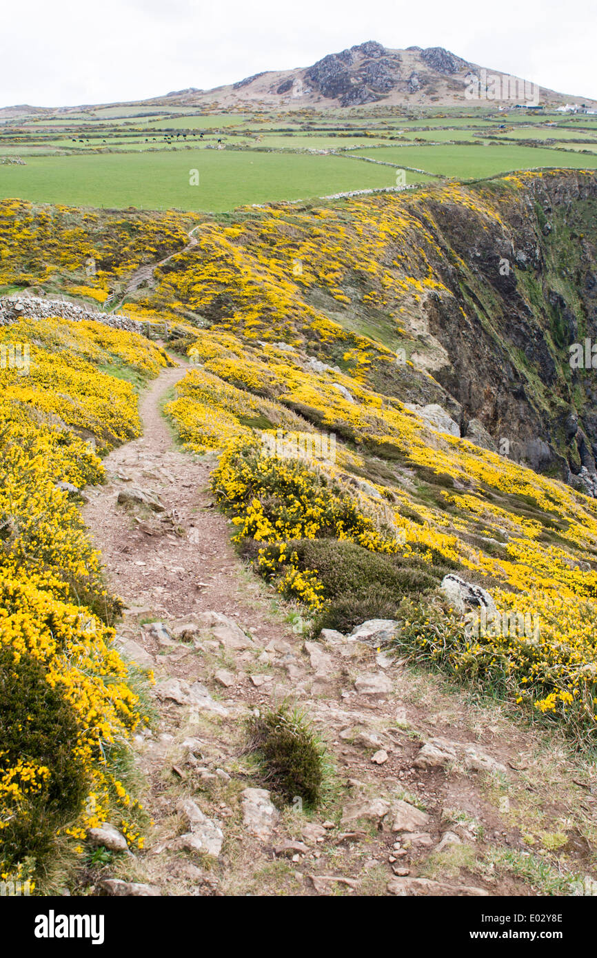 Gorse flowers lining Pembrokeshire Coast Path at Porthmelgan, West Wales Stock Photo