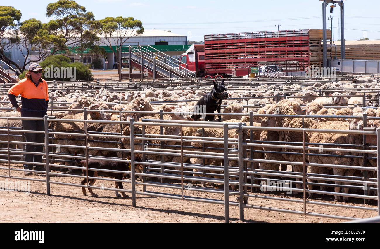 Katanning Saleyard Complex, the largest sheep selling centre in Western