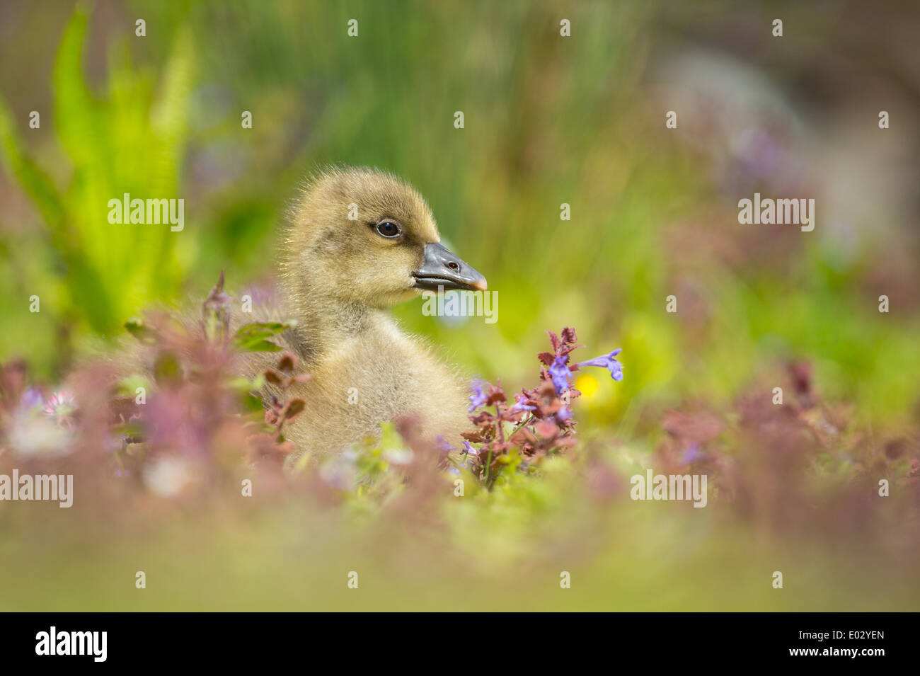 Greylag Goose Anser anser gosling in spring Stock Photo