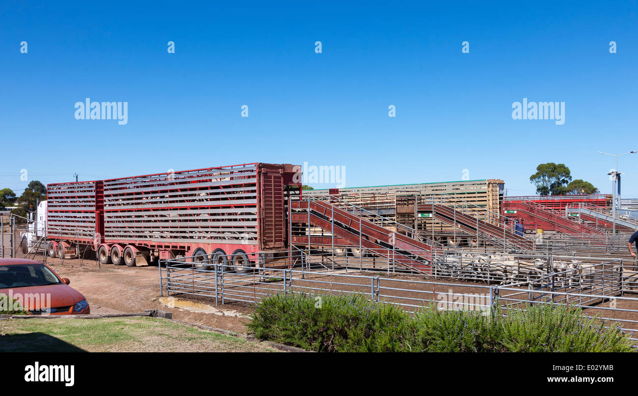 Katanning Saleyard Complex, the largest country sheep selling centre in