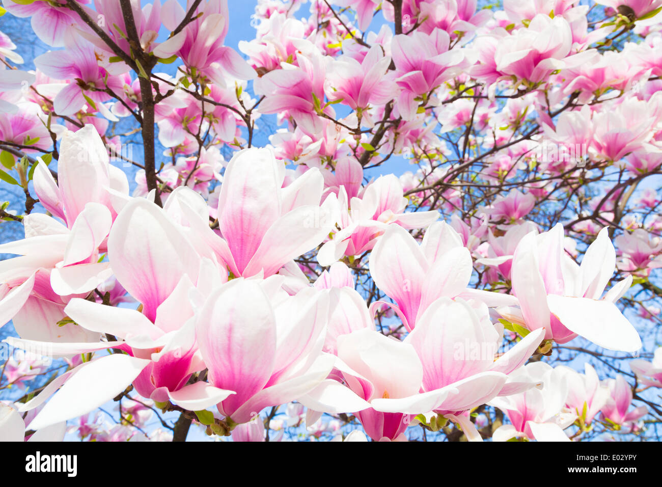 Magnolia tree blossom. Stock Photo