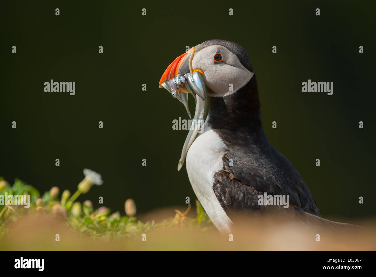 Atlantic puffin Fratercula arctica with Sand Eel (genera Hyperoplus) in mouth Stock Photo