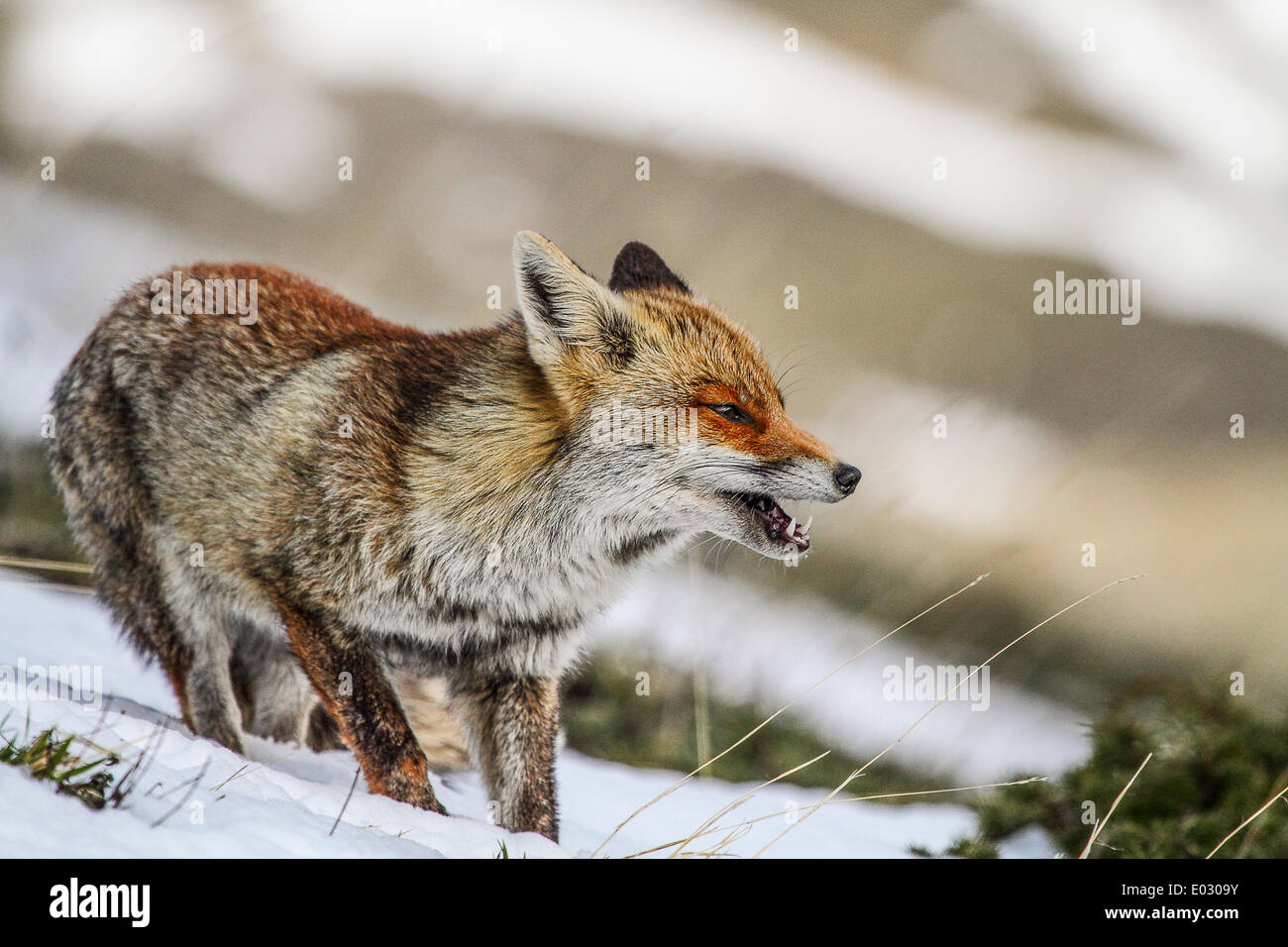 Star fox hi-res stock photography and images - Alamy