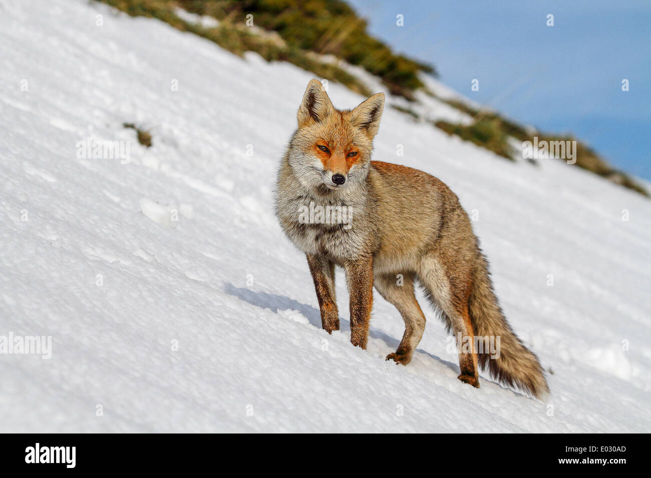 Star Fox StarFox - SNES Super Nintendo - Editorial use only Stock Photo -  Alamy