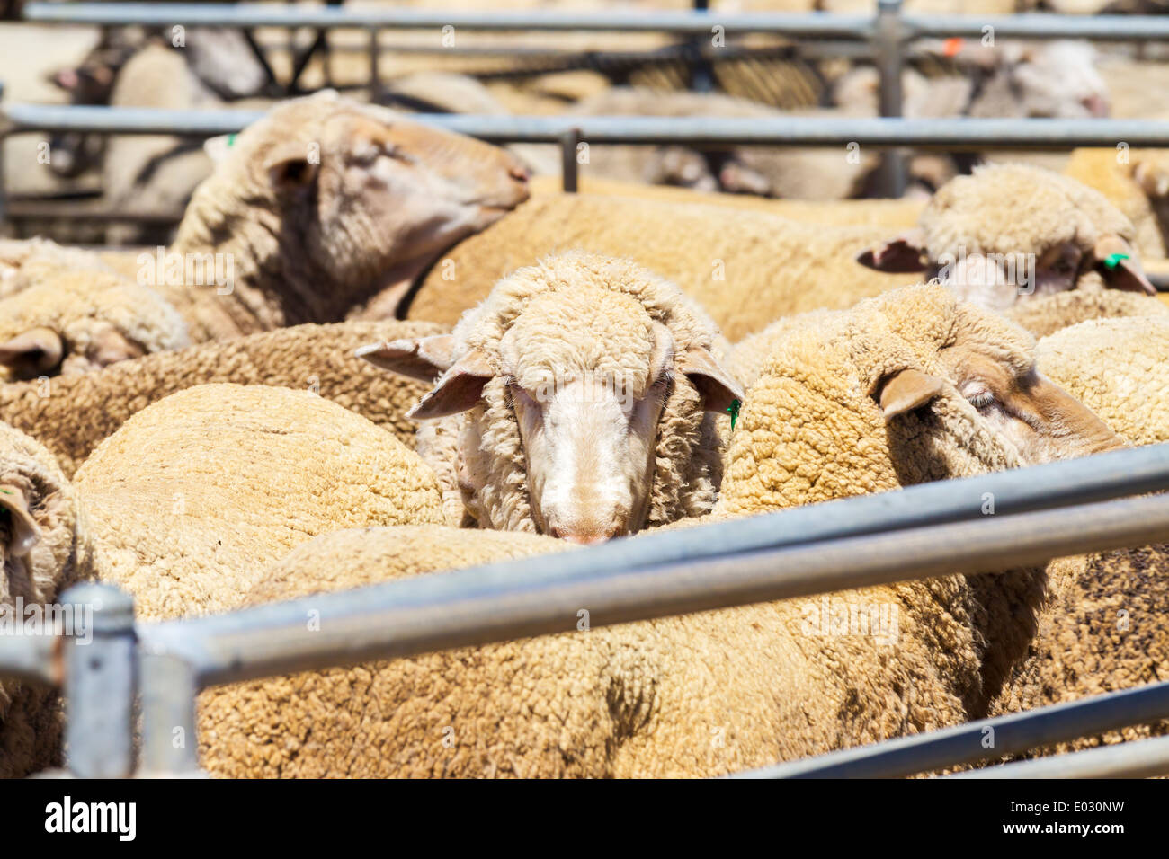 Katanning Saleyard Complex, the largest sheep selling centre in Western