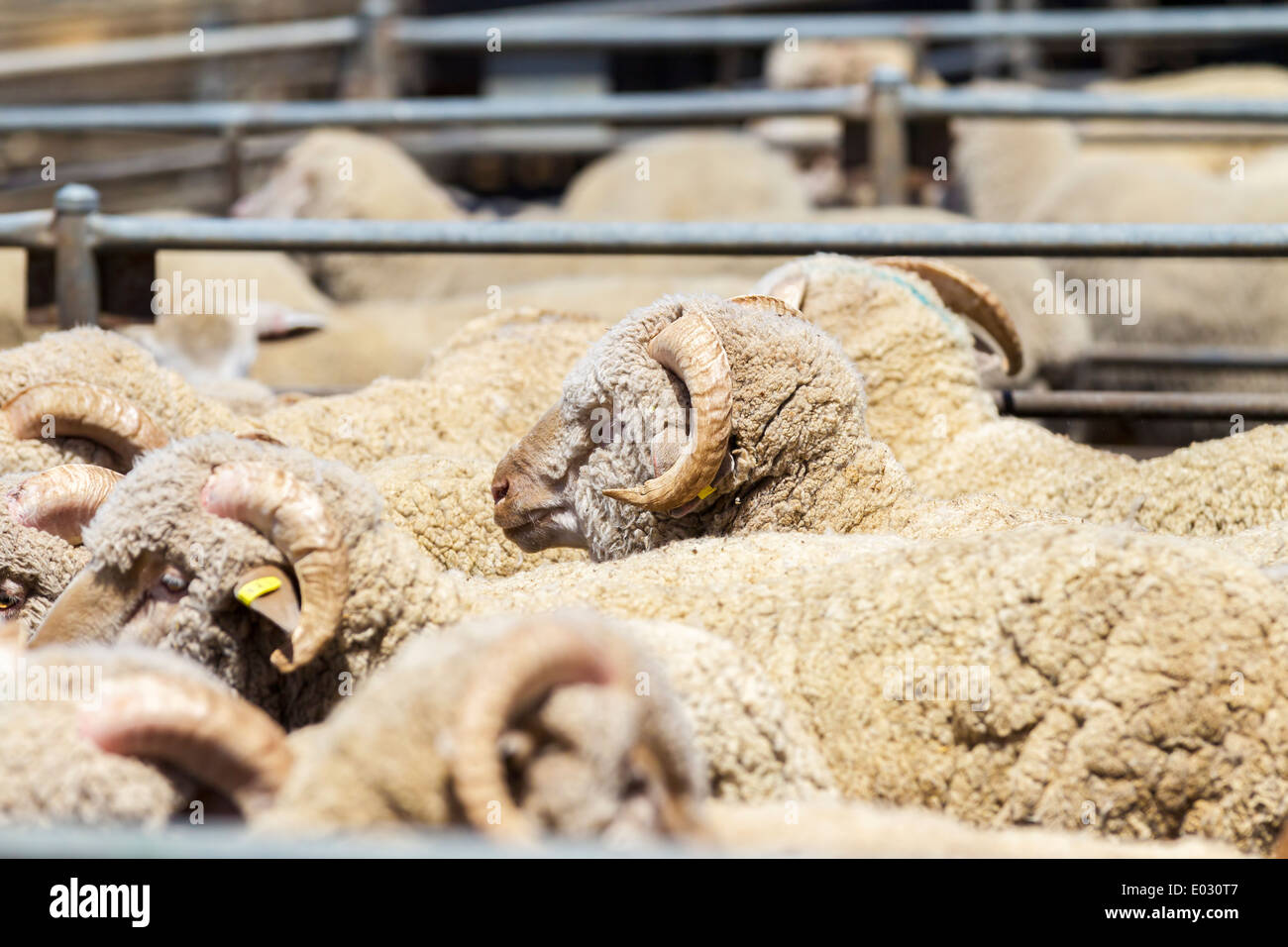 Katanning Saleyard Complex, the largest sheep selling centre in Western