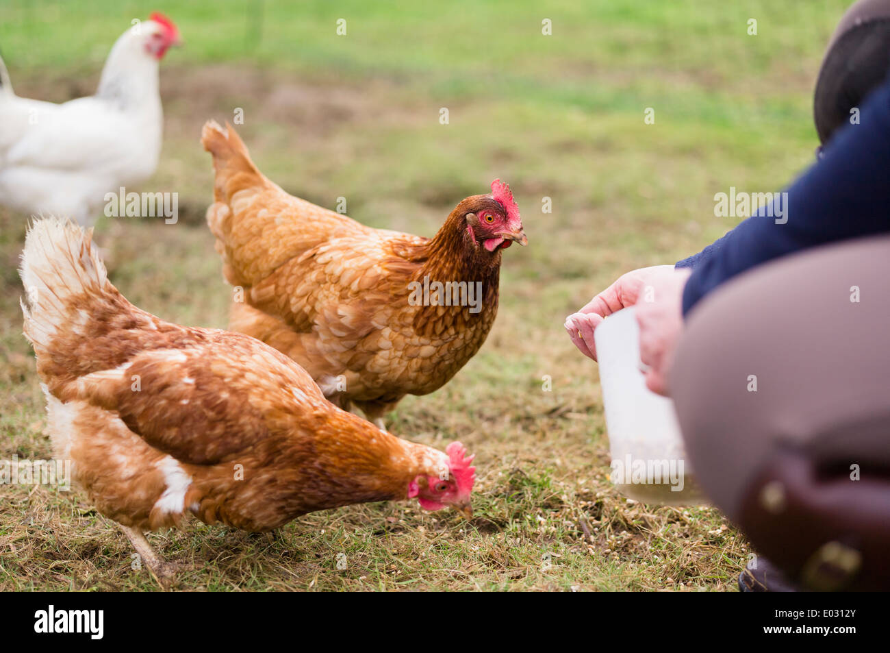 Domestic hens pecking at grain on the ground. Stock Photo