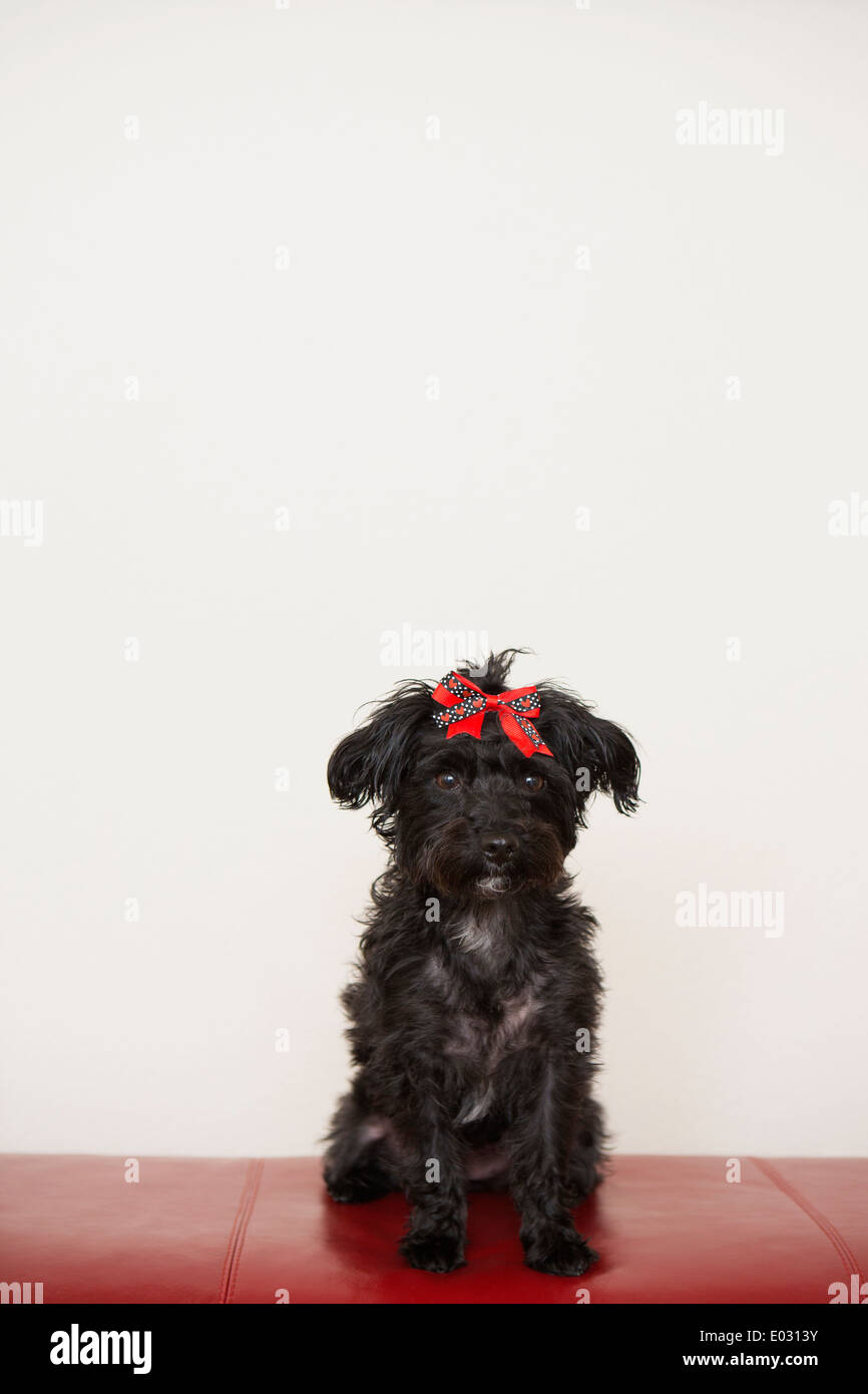 red bow for dog