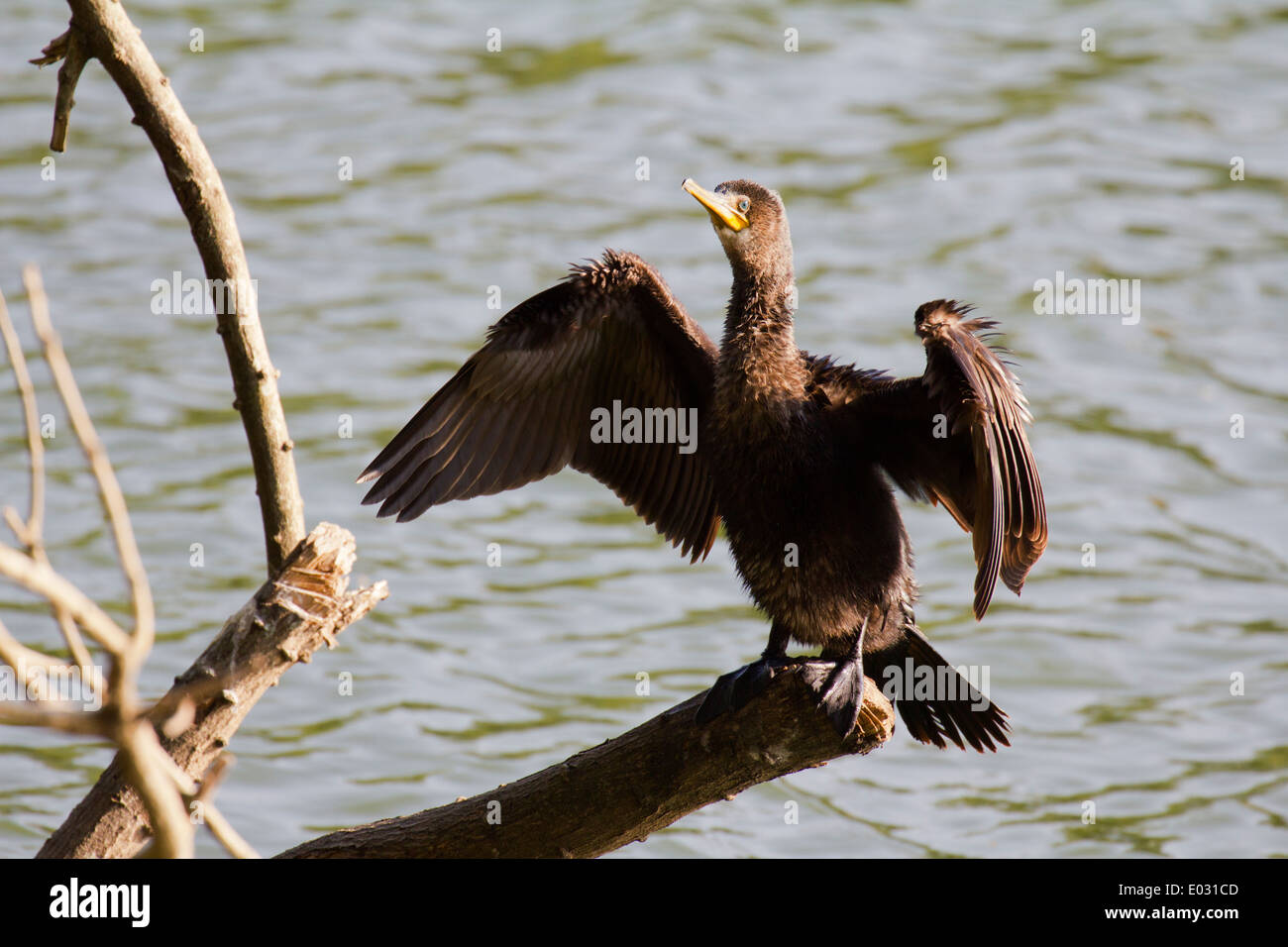 Cormorant drying its wings by Lake Kandy in Sri Lanka Stock Photo