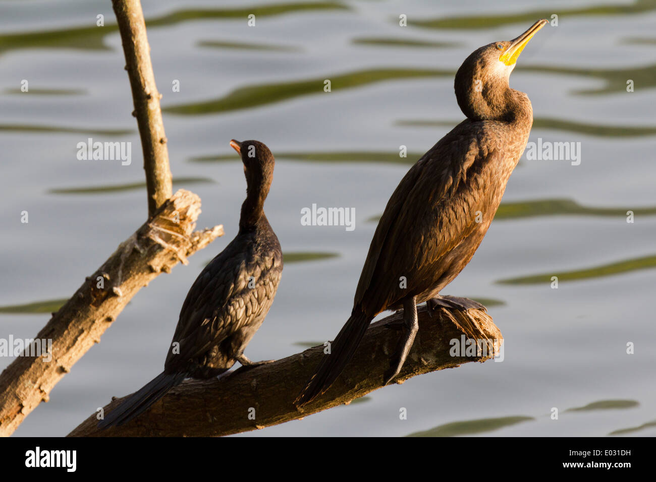 Cormorants by Lake Kandy in Sri Lanka 4 Stock Photo