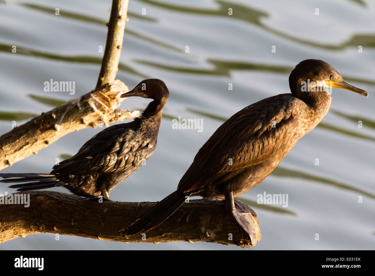 Cormorants by Lake Kandy in Sri Lanka 3 Stock Photo