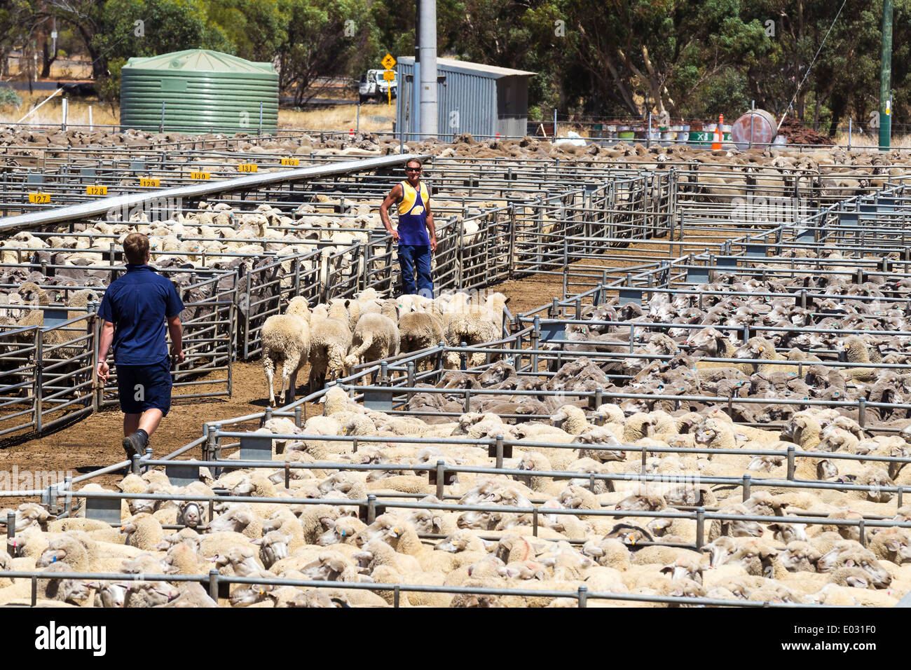 Katanning Saleyard Complex, the largest sheep selling centre in Western