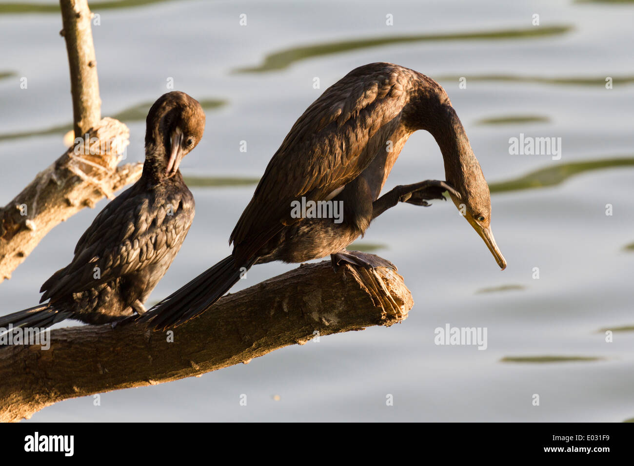 Cormorants by Lake Kandy in Sri Lanka 2 Stock Photo