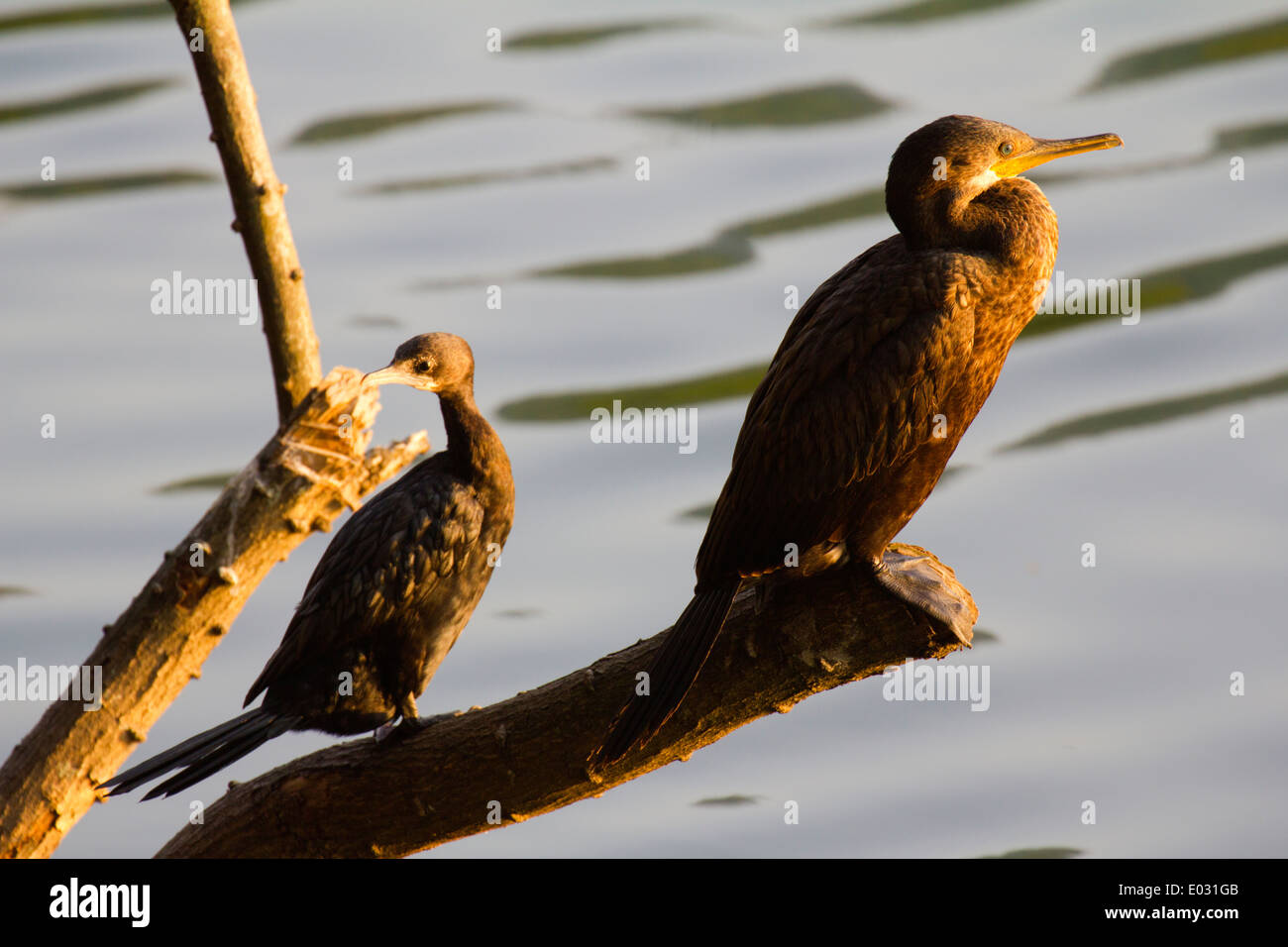 Cormorants by Lake Kandy in Sri Lanka Stock Photo