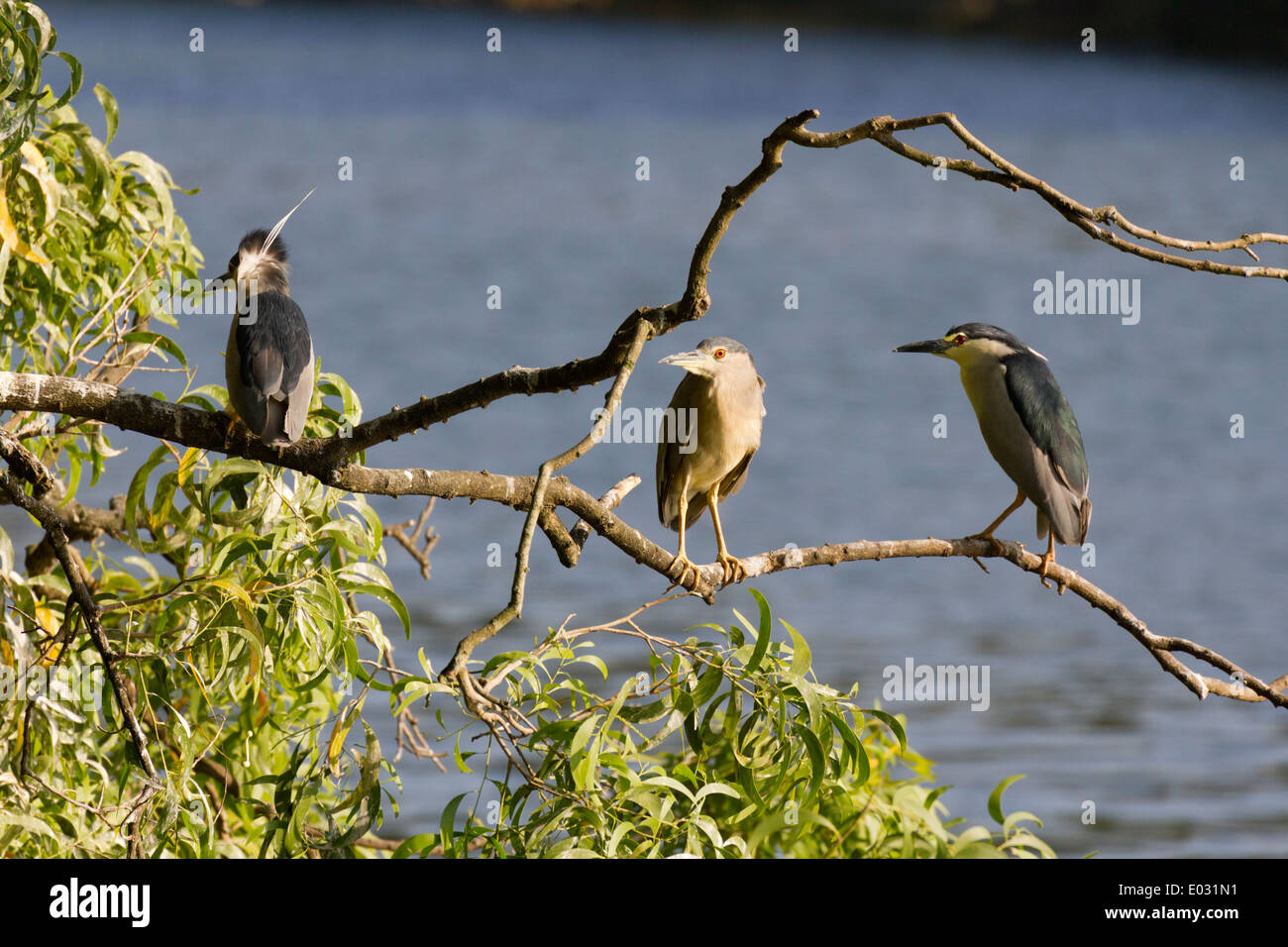 Crowned Herons perched on a tree by Lake Kandy, Sri Lanka 2 Stock Photo
