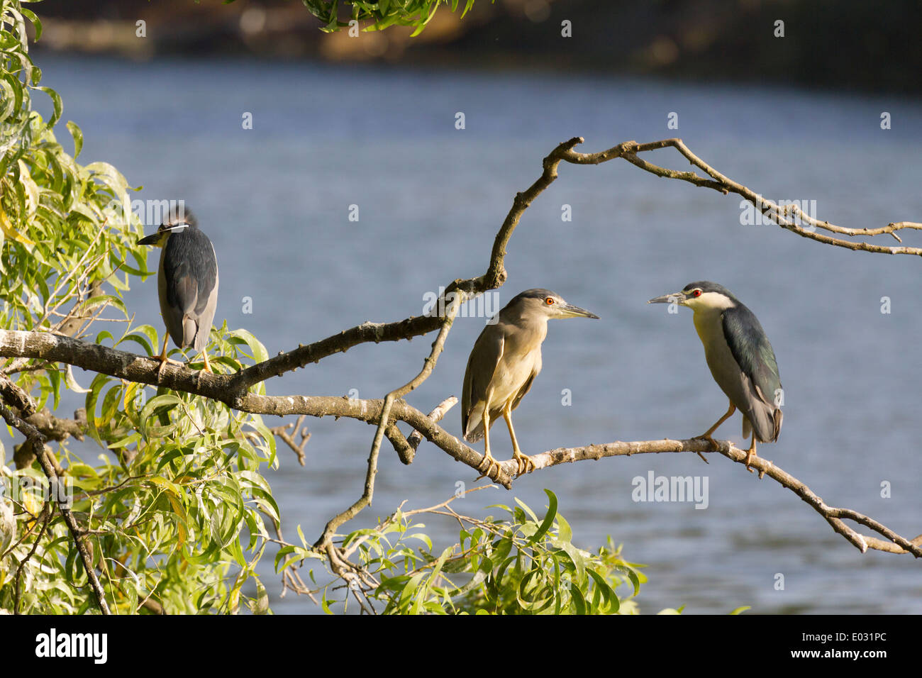 Crowned Herons perched on a tree by Lake Kandy, Sri Lanka 1 Stock Photo