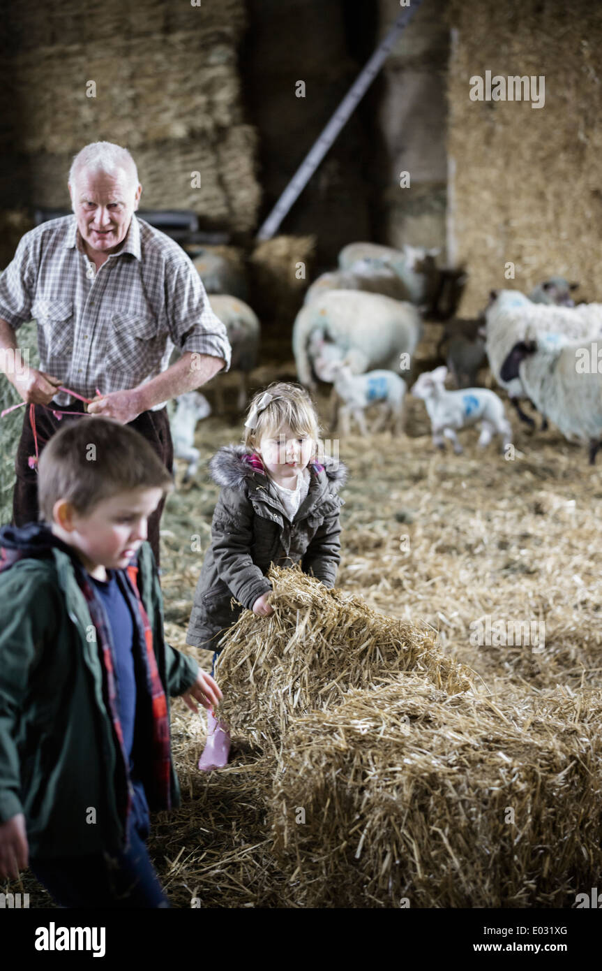 Hay bedding hires stock photography and images Alamy