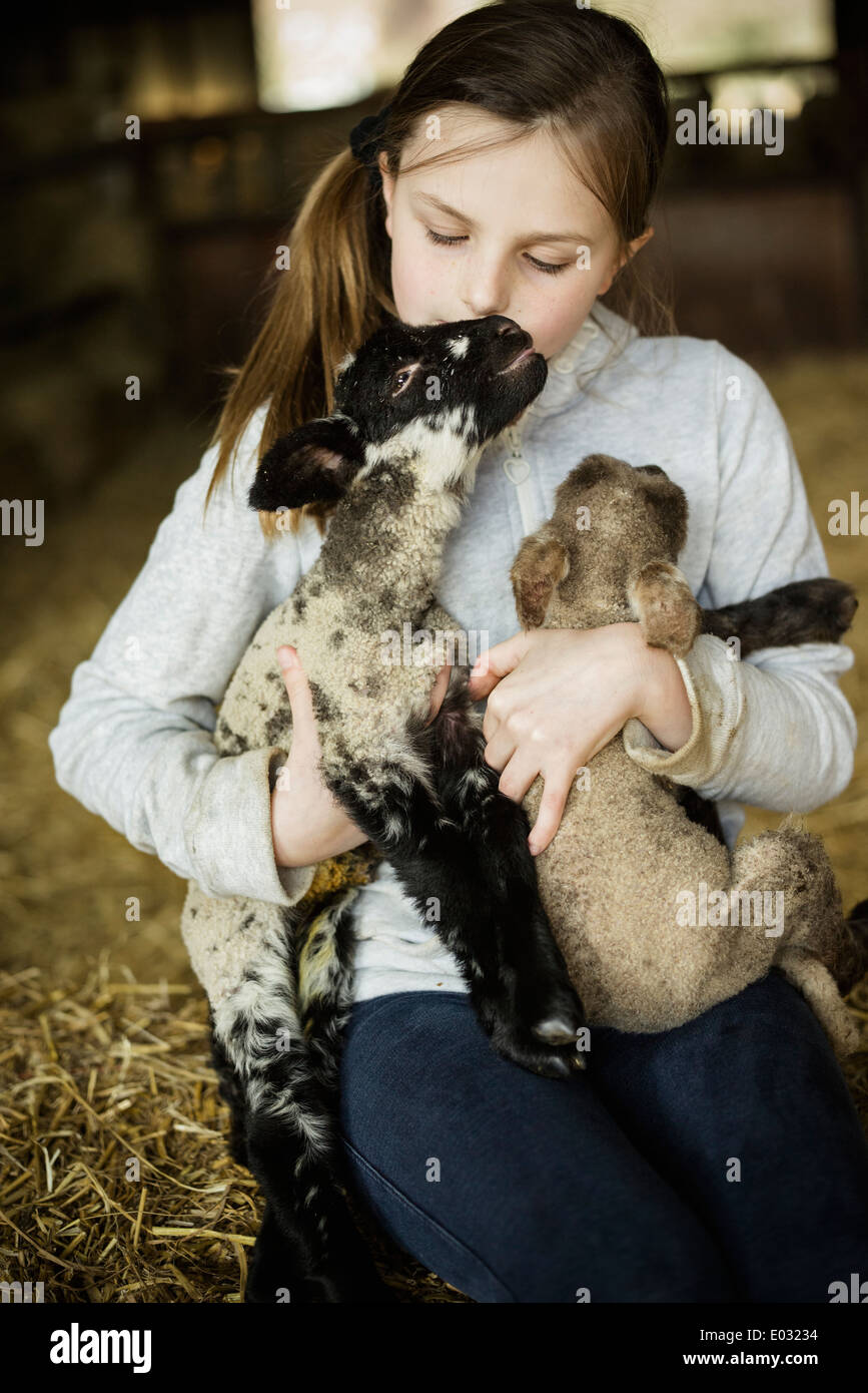 A girl holding two small lambs. Stock Photo