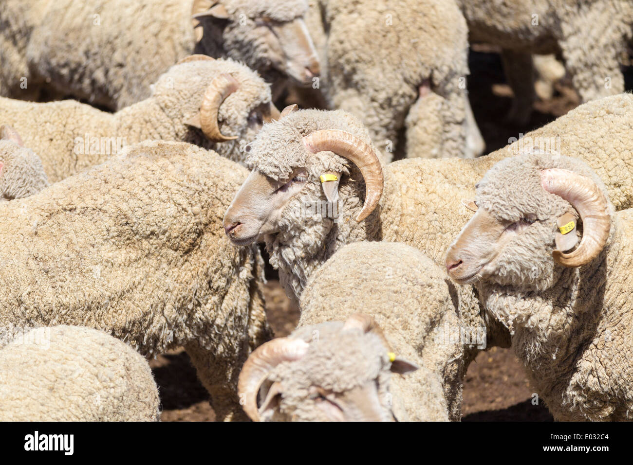 Katanning Saleyard Complex, the largest sheep selling centre in Western