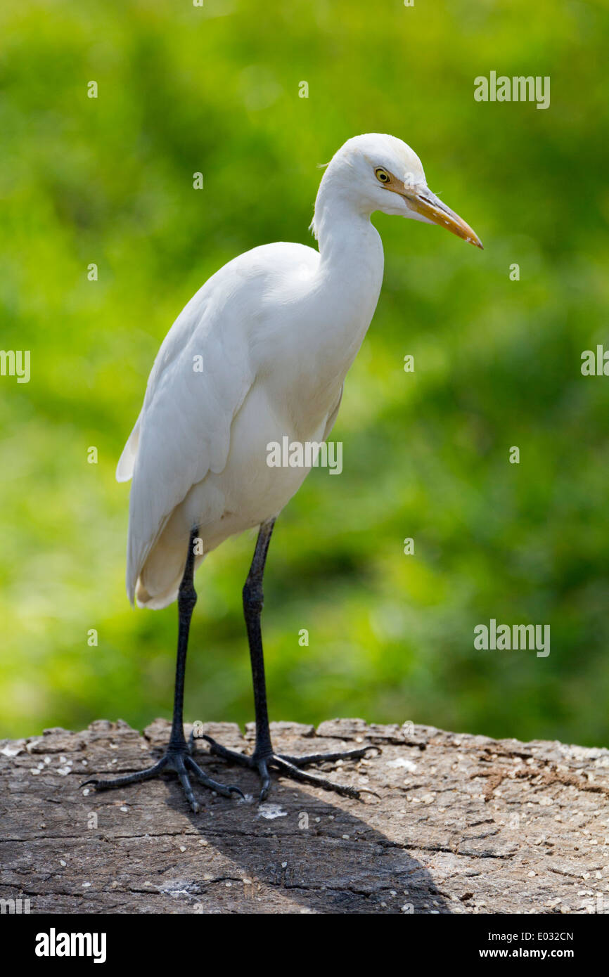 Egret in Anuradhapura, Sri Lanka 2 Stock Photo