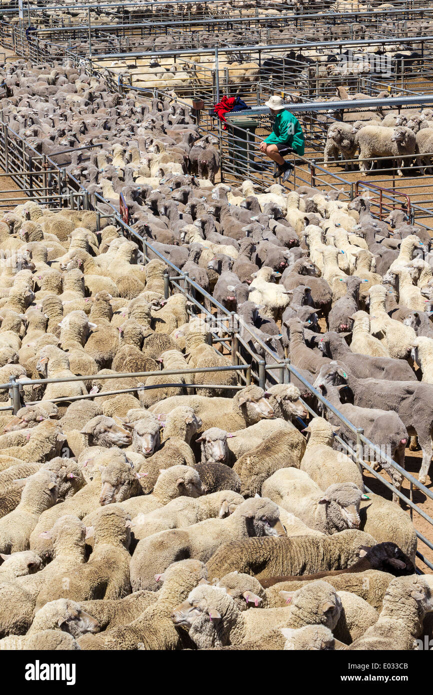 Katanning Saleyard Complex, the largest country sheep selling centre in