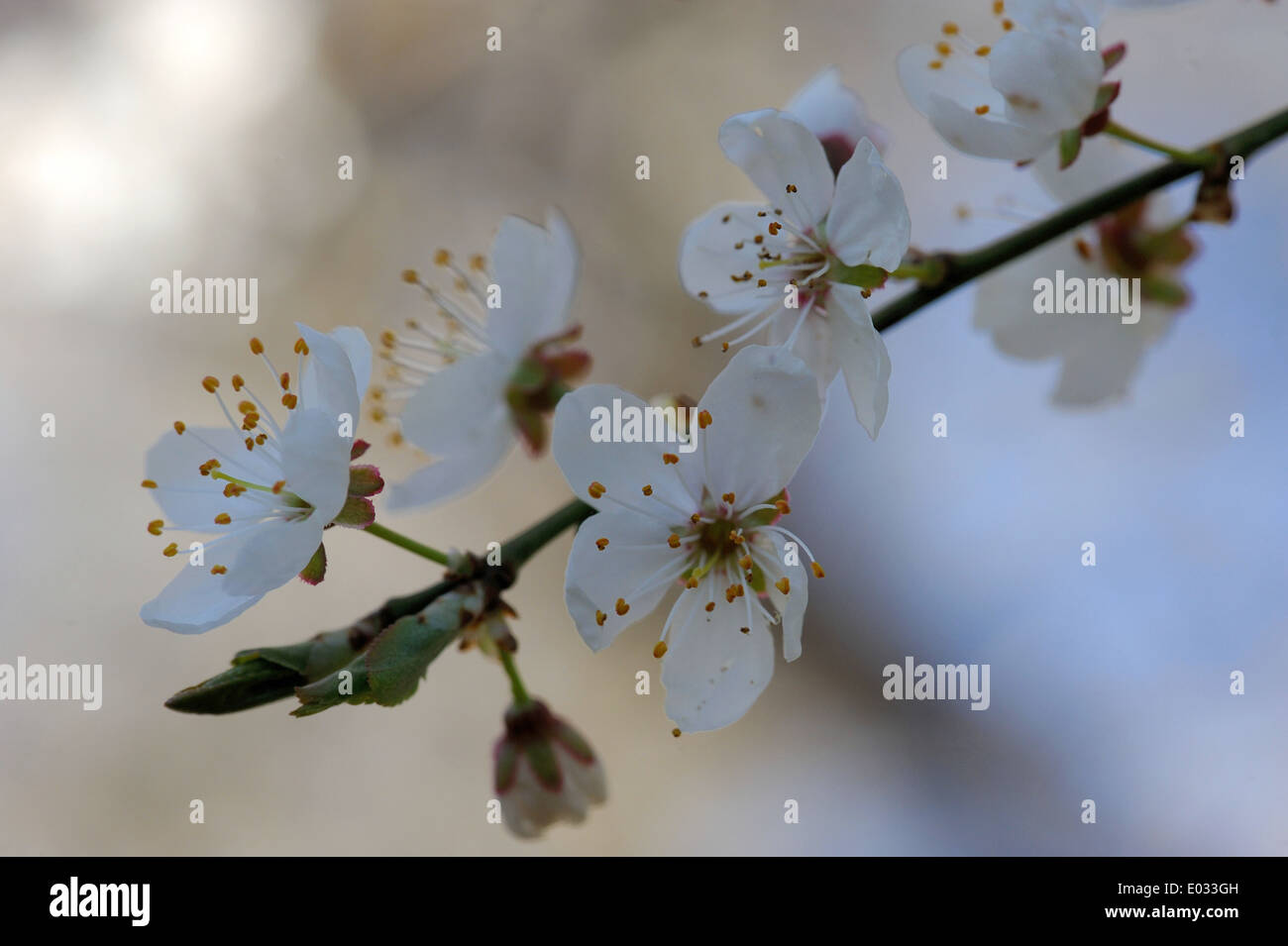 Prunus cerasifera is a species of plum known by the common names cherry plum and myrobalan plum Stock Photo