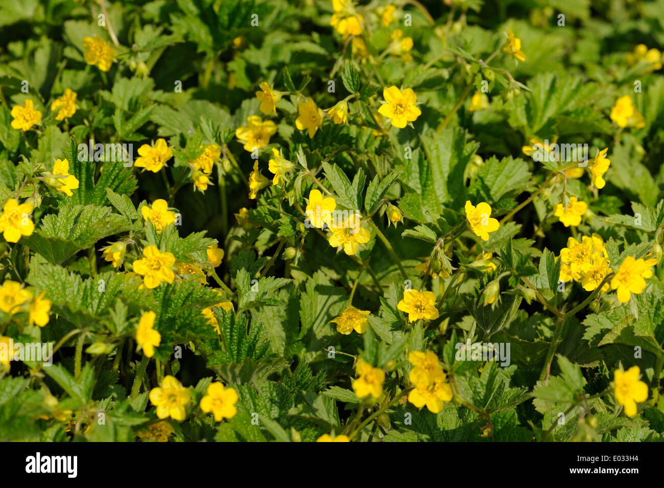 Waldsteinia is a genus of the rose family (Rosaceae). It contains about six species native to the temperate Northern Hemisphere. Stock Photo