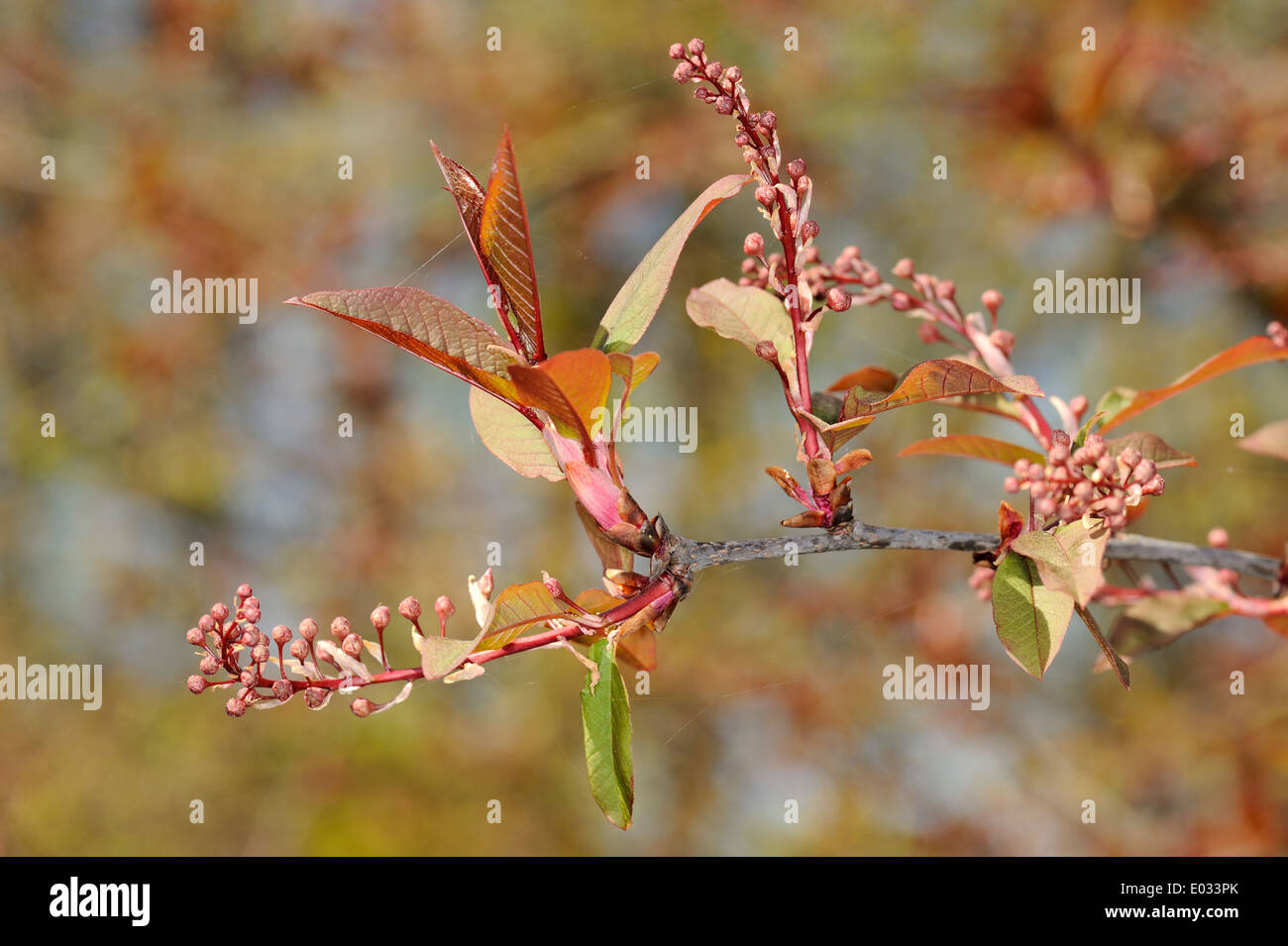 Bird cherry 'Colorata' Stock Photo