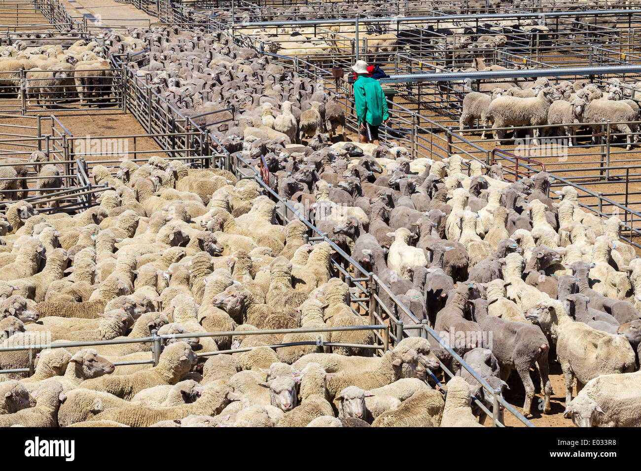 Katanning Saleyard Complex, the largest sheep selling centre in Western
