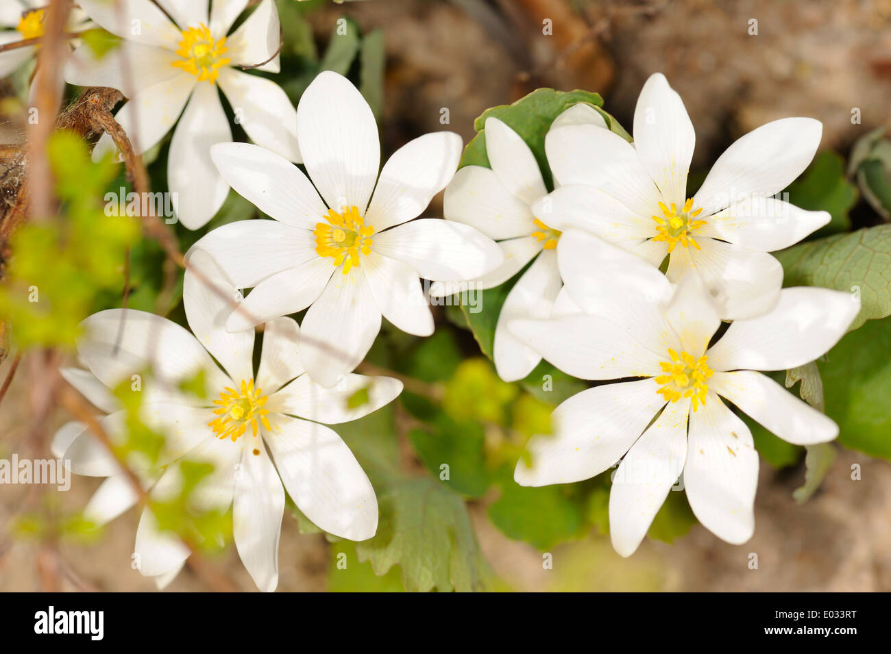 Sanguinaria canadensis, bloodroot, is a perennial, herbaceous flowering plant native to eastern North America. Stock Photo