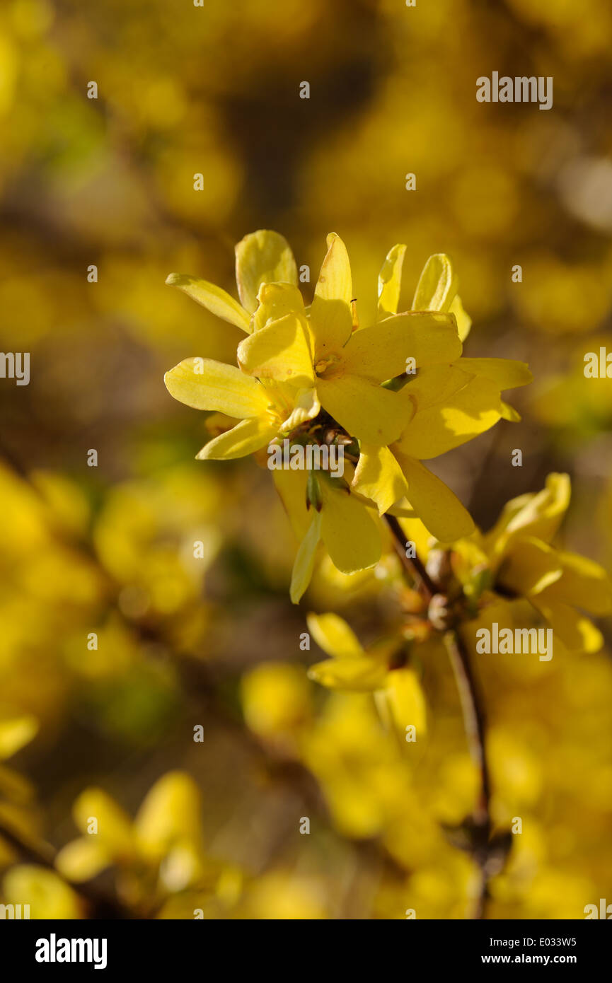 Forsythia suspensa is a flowering plant native to Asia. Stock Photo