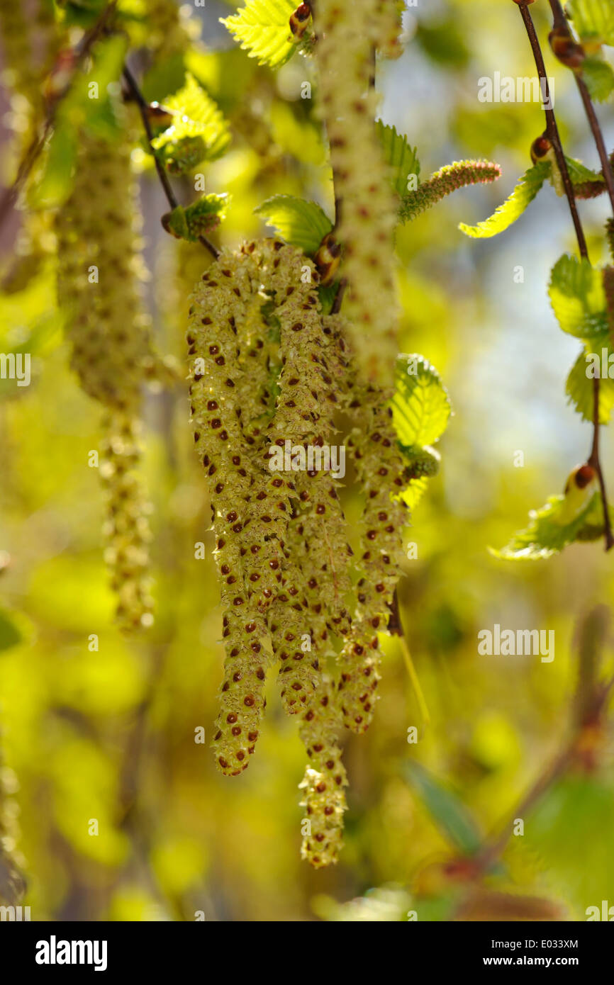 Betula pendula (silver birch) is a species of tree in the family Betulaceae, native to Europe. Stock Photo