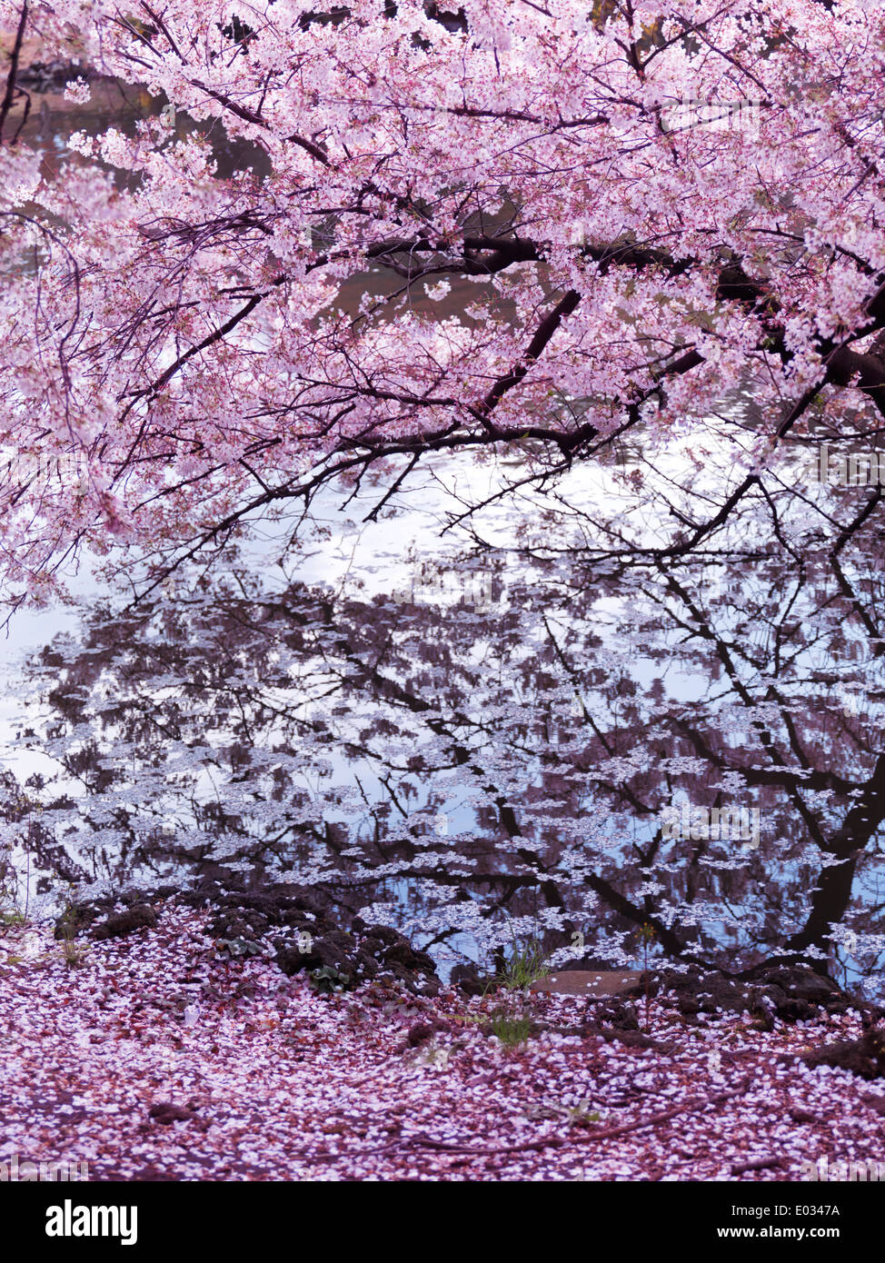 Cherry blossom branches touching water hires stock photography and