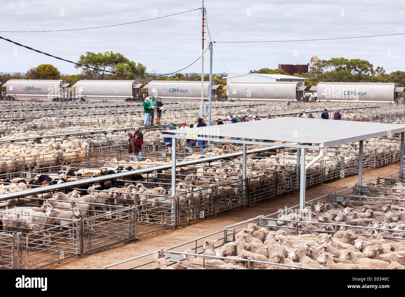 Katanning Saleyard Complex, the largest sheep selling centre in Western