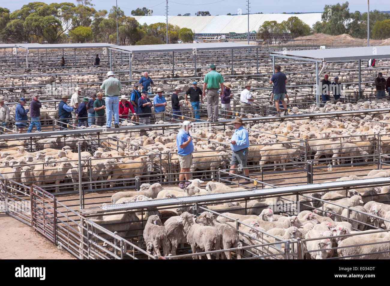 Katanning Saleyard Complex, the largest sheep selling centre in Western