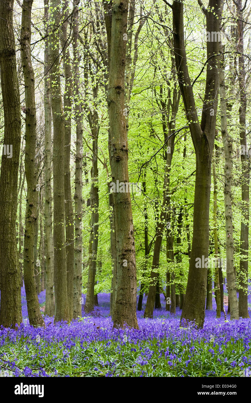 British english forests hi-res stock photography and images - Alamy