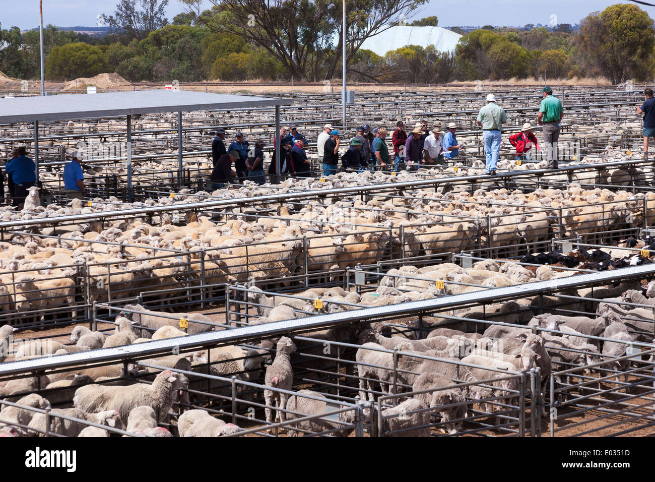 Katanning Saleyard Complex, the largest sheep selling centre in Western