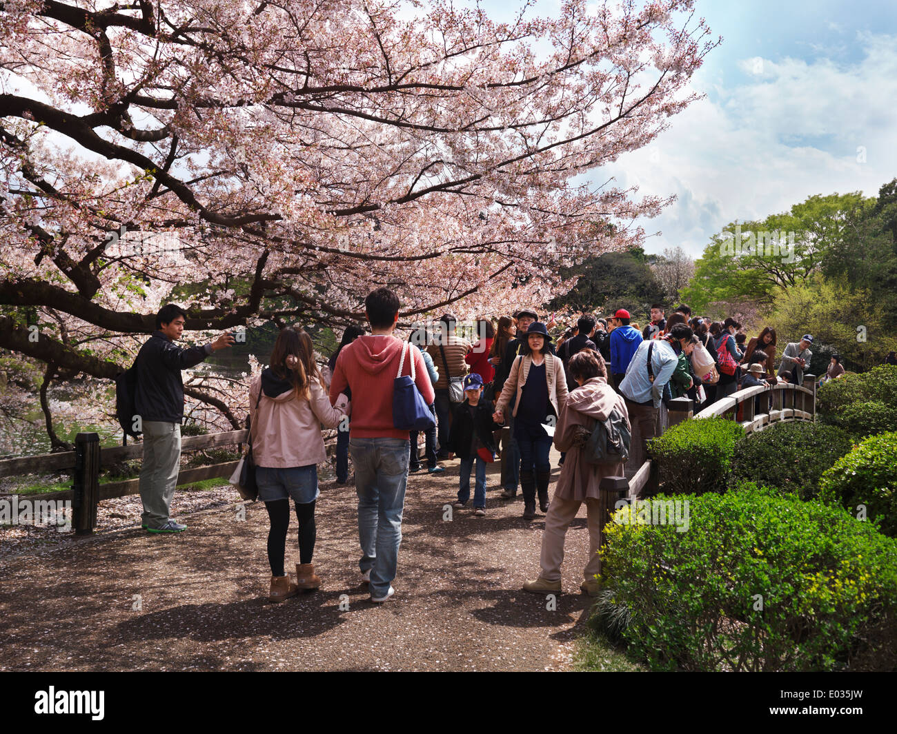 People at Shinjuku Gyoen National Garden during cherry blossom in Tokyo ...
