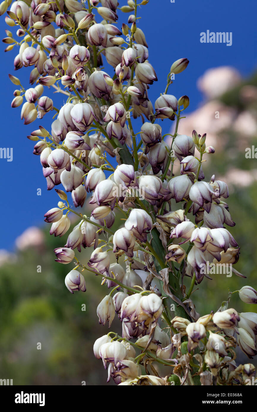 Yucca whipplei aka Lord's candle at the wilderness of the El Cajon mountain trail, in April 2013. Stock Photo