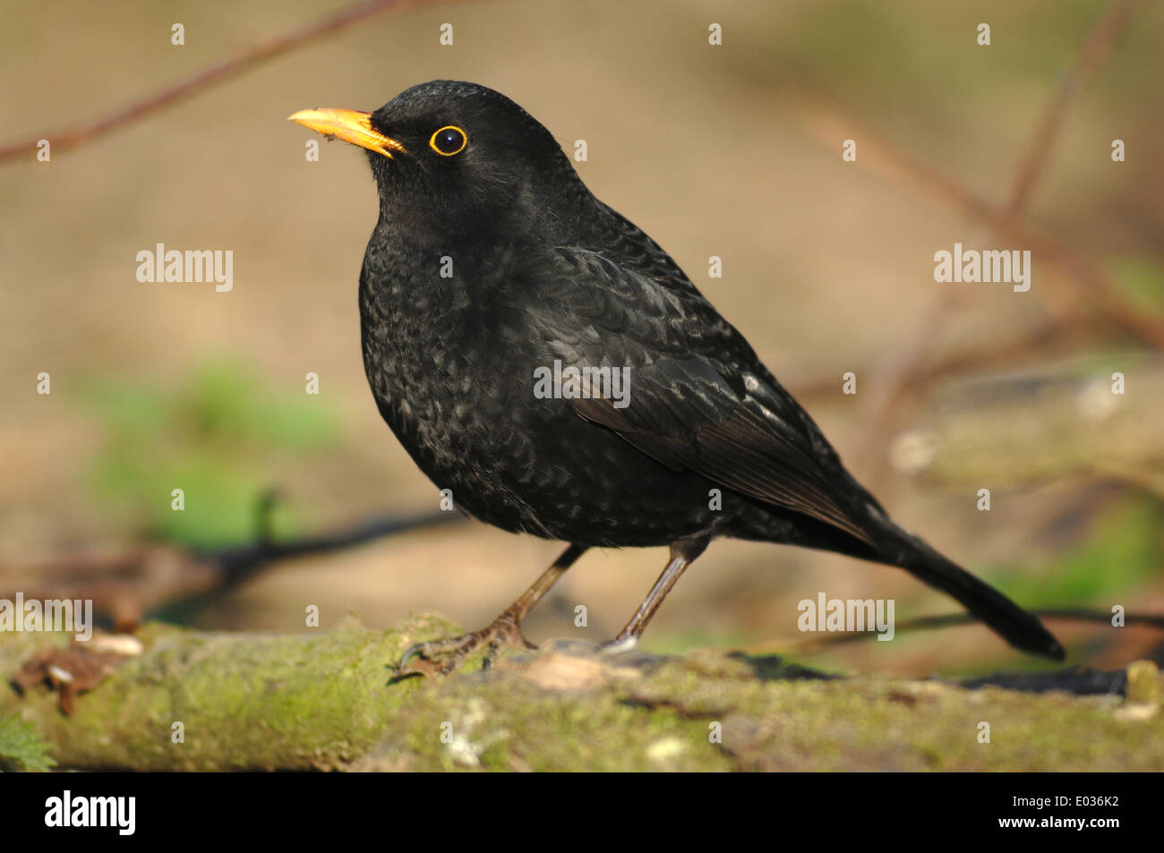 blackbird turdus merula Stock Photo