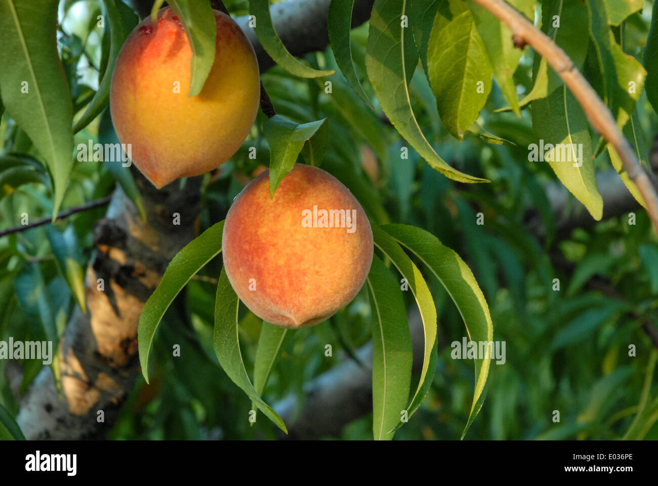 Fort valley peach orchard hires stock photography and images Alamy