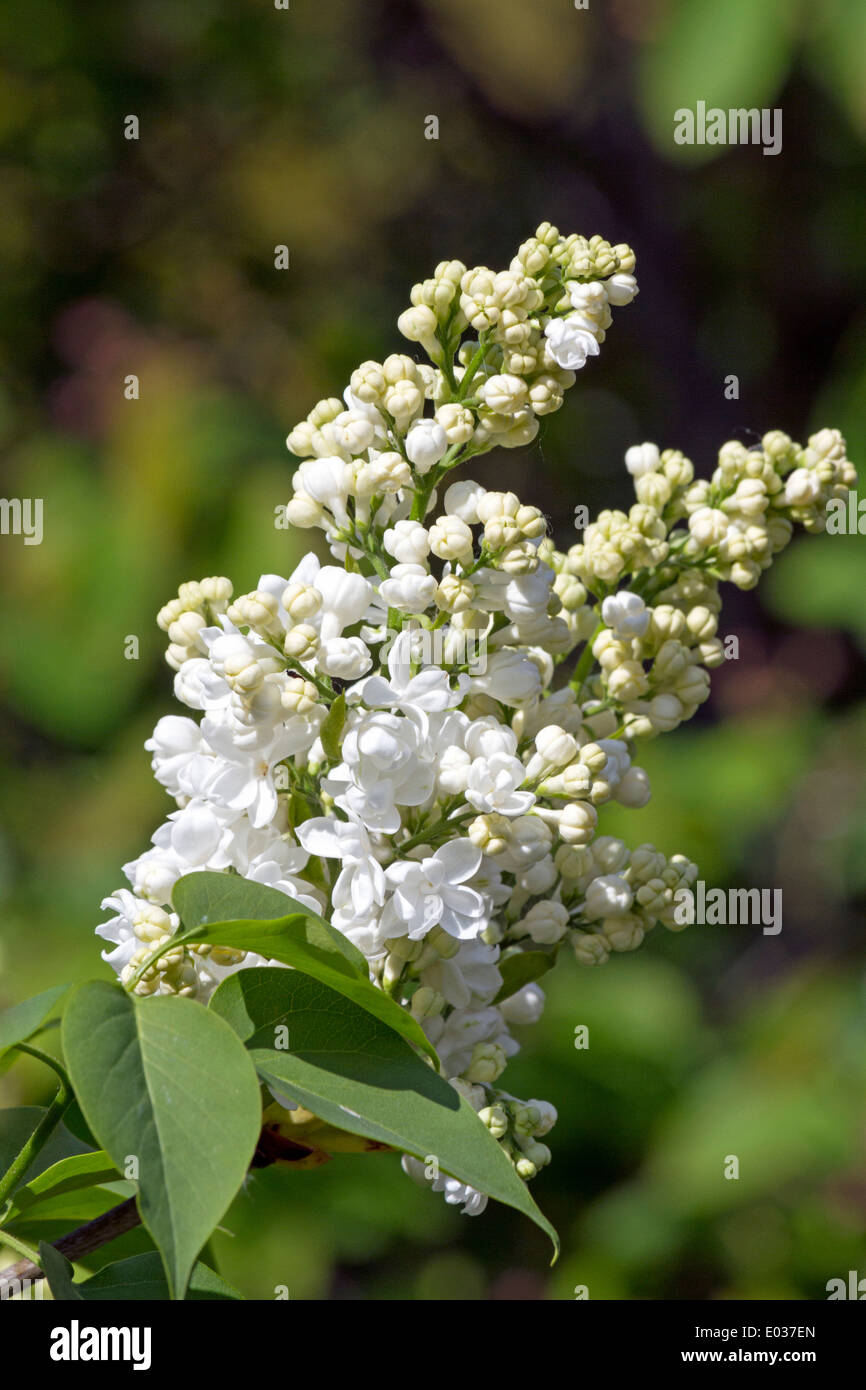 White lilac - Syringa vulgaris Stock Photo
