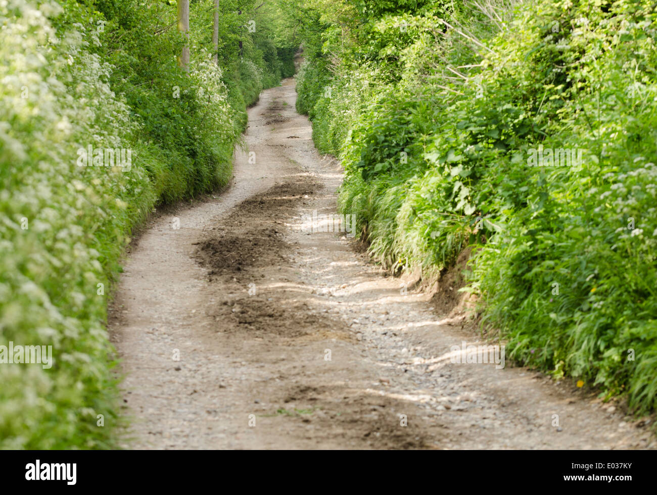 Narrow country lane hires stock photography and images Alamy