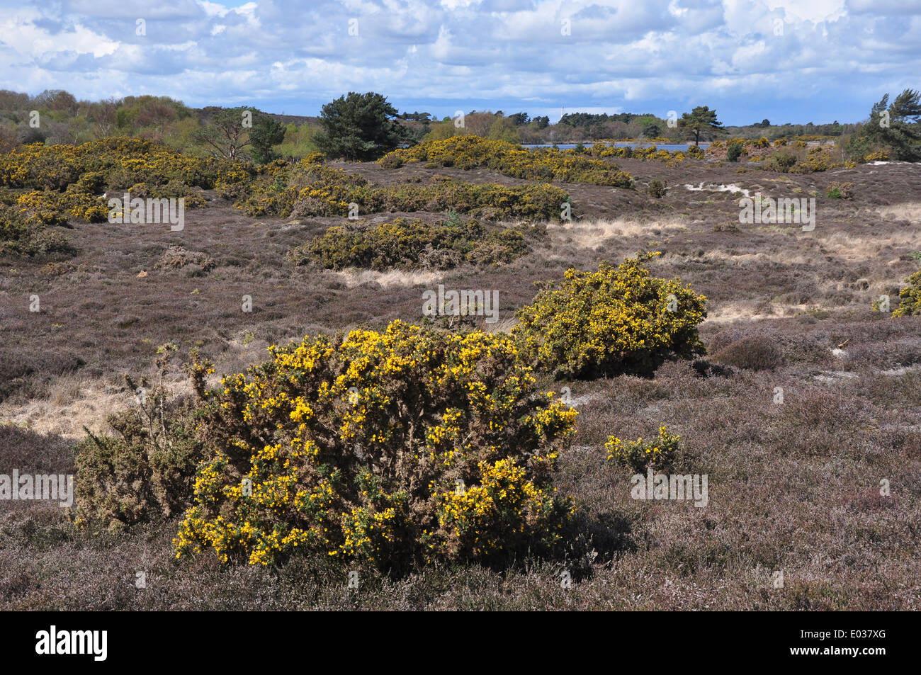 Studland Heath, Dorset, UK April 2012 Stock Photo