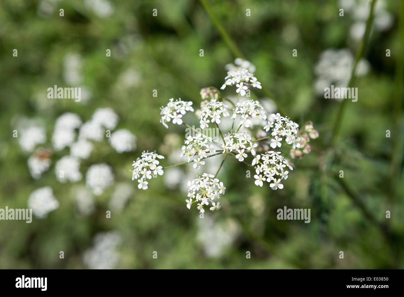 Cow Parsley, Anthriscus sylvestris, wild chervil, wild beaked parsley, Keck or Queen Anne's Lace growing in England, UK. Stock Photo