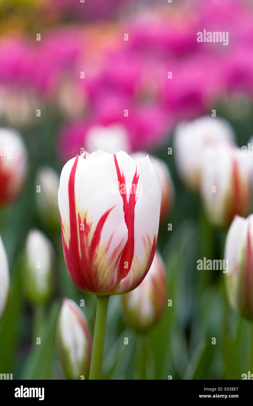 Tulipa 'Happy Generation' in the garden. Stock Photo