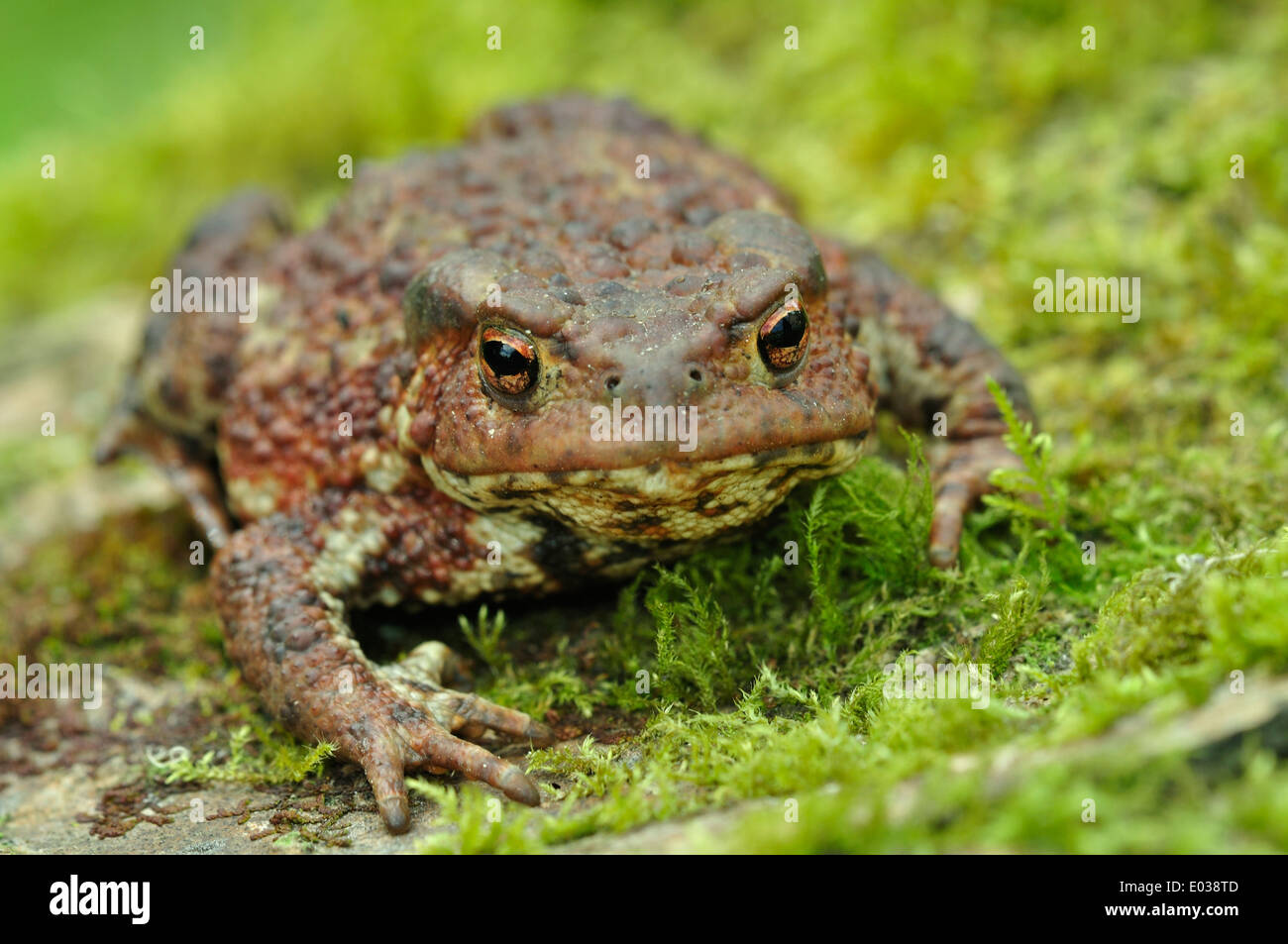 Common toad. Dorset, UK Stock Photo