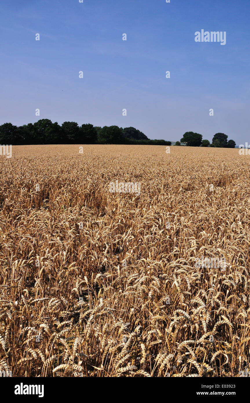Wheat crop near Great Durnford, Wiltshire, UK. August Stock Photo